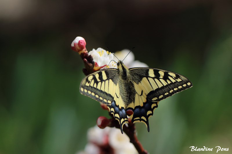 Papillon Machaon.jpg